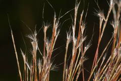 Schizachyrium condensatum