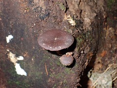Hypholoma brunneum