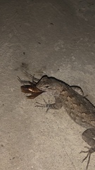 Sceloporus clarkii