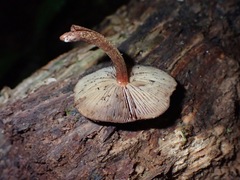 Hypholoma brunneum
