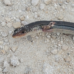 Ophisaurus compressus