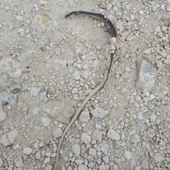 Ophisaurus compressus