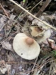 Marasmius nigrodiscus