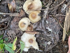 Marasmius nigrodiscus