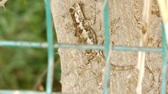 Sceloporus melanorhinus