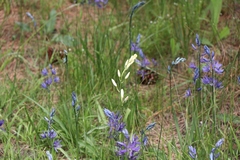 Camassia quamash