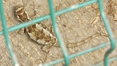 Sceloporus melanorhinus