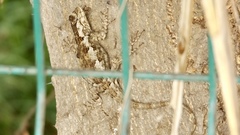 Sceloporus melanorhinus