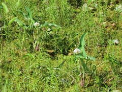 Peltandra sagittifolia