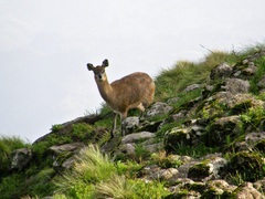 Oreotragus oreotragus