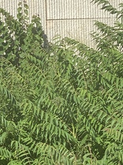 Ailanthus