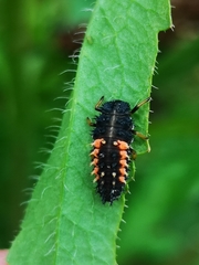 Harmonia axyridis