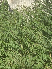 Ailanthus