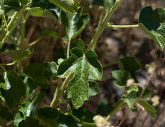Fremontodendron