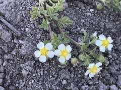 Potentilla newberryi