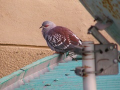 Columba guinea