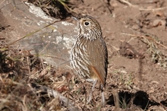 Grallaria andicolus