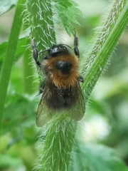 Bombus hypnorum