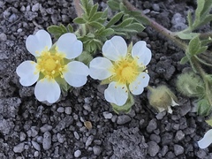 Potentilla newberryi
