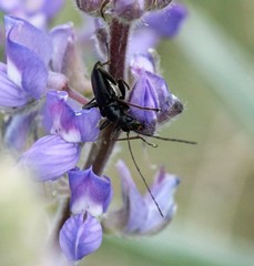 Cortodera