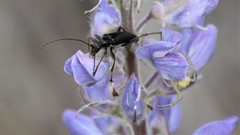 Cortodera