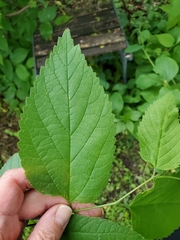 Celtis occidentalis