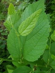 Celtis occidentalis