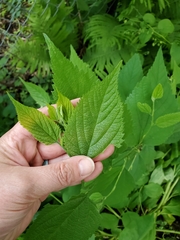 Celtis occidentalis