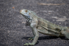 Iguana iguana