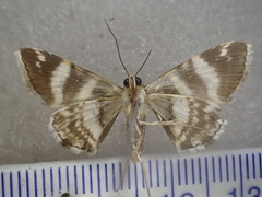 Grammodes pulcherrima
