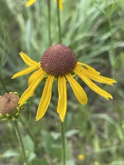 Rudbeckia grandiflora alismifolia