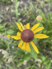Rudbeckia grandiflora alismifolia