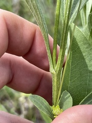 Rudbeckia grandiflora alismifolia