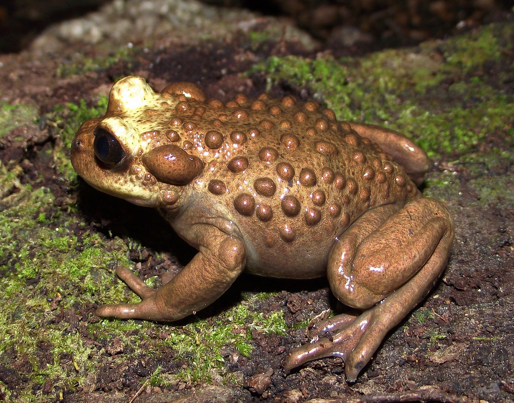 Bullock's Mountains False Toad