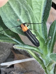 Dylobolus rotundicollis