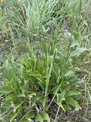Rudbeckia grandiflora alismifolia
