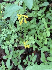 Corydalis aurea aurea