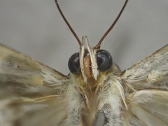 Grammodes pulcherrima