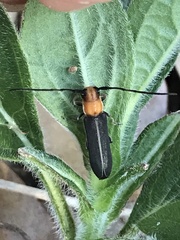 Dylobolus rotundicollis