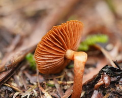 Cortinarius mastoideus