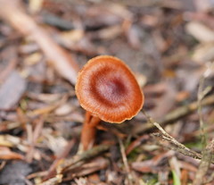 Cortinarius mastoideus