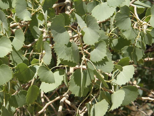 Populus euphratica Olivier
