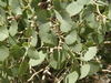 Euphrates Poplar - Photo (c) Rafael Medina, some rights reserved (CC BY)