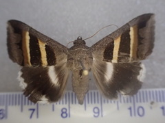 Grammodes cooma