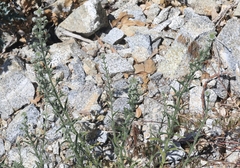 Cryptantha muricata jonesii