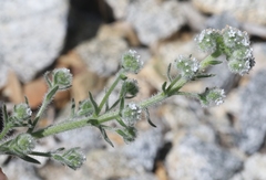 Cryptantha muricata jonesii