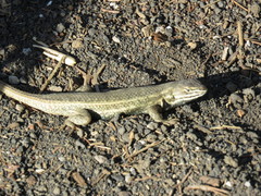 Sceloporus aeneus