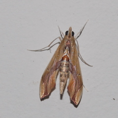 Agathodes designalis