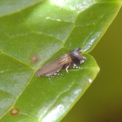 Anacampsis levipedella
