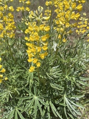 Lupinus sulphureus